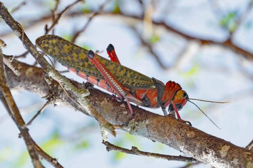 Réf. 274 714 : Tropidacris collaris